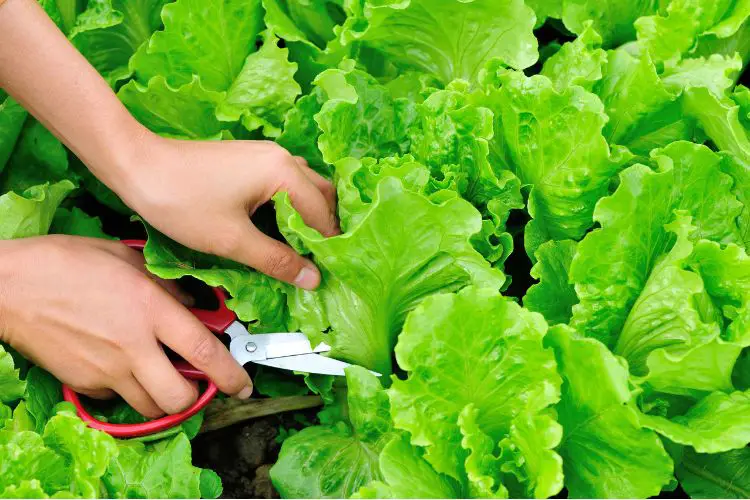 cutting lettuce