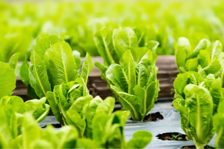 growing lettuce