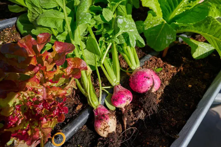 grow radish