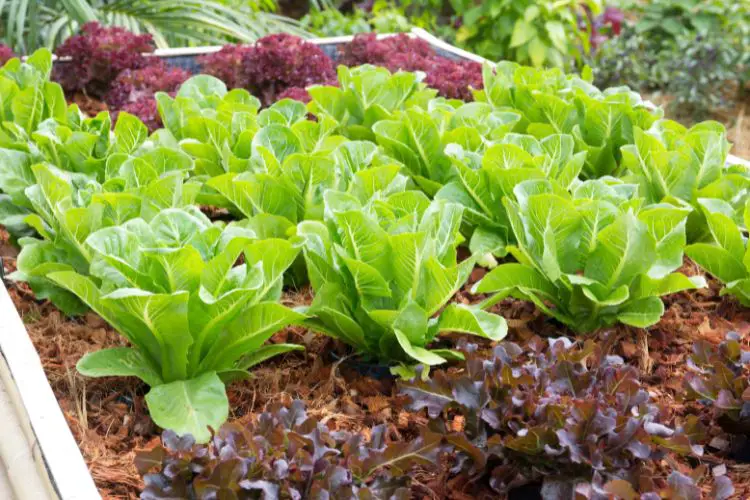 lettuce plants