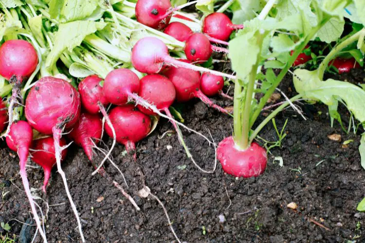 planting radish