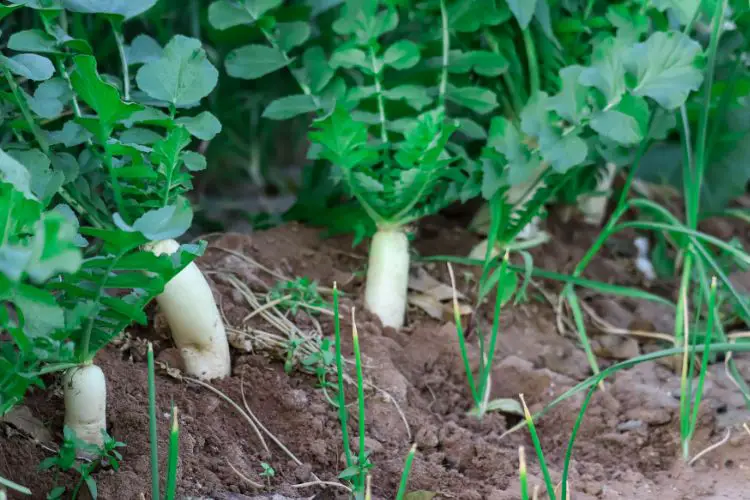 growing radish