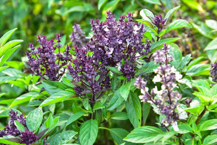 basil plants