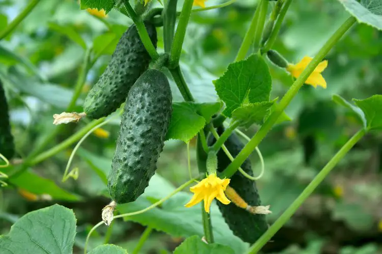 cucumbers flowers