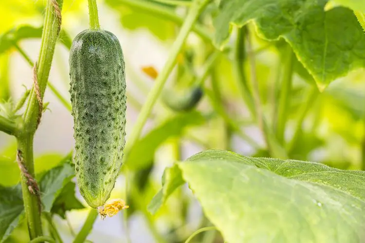 cucumbers planting