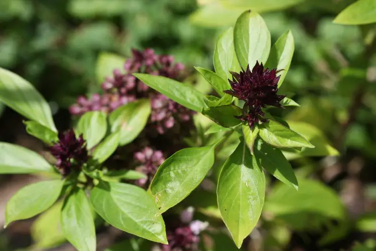 cutting basil