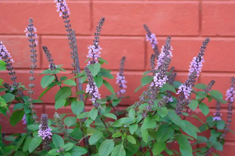 growing basil