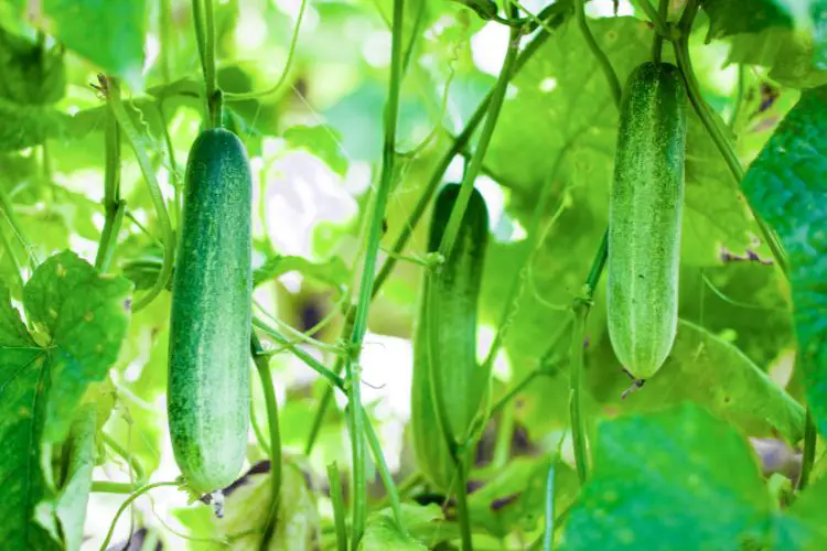 growing cucumbers