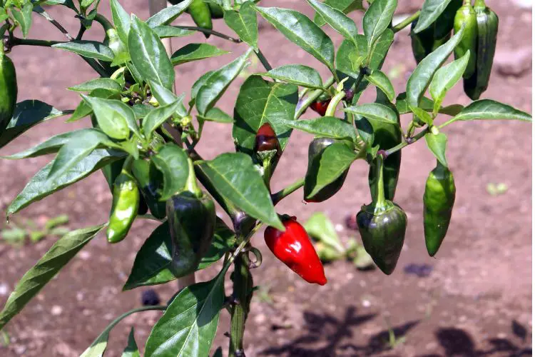 growing peppers