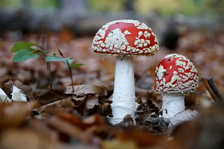 mushrooms and pests