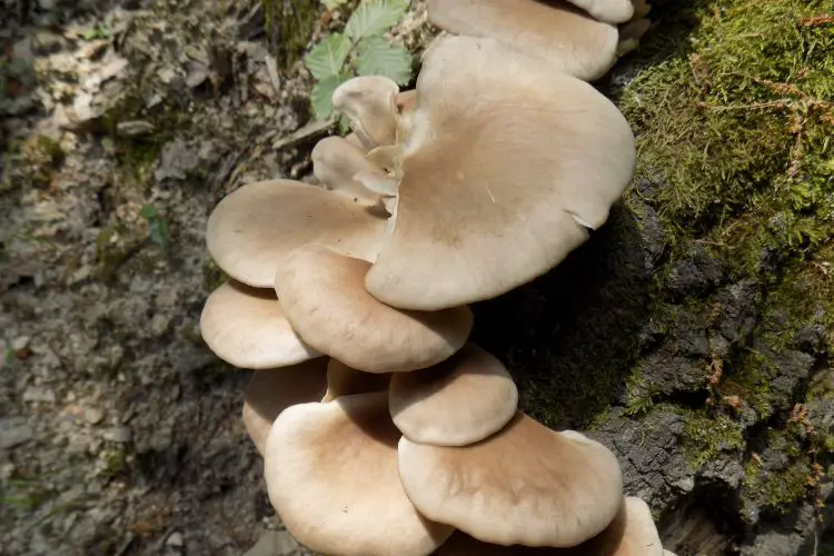 mushrooms plant