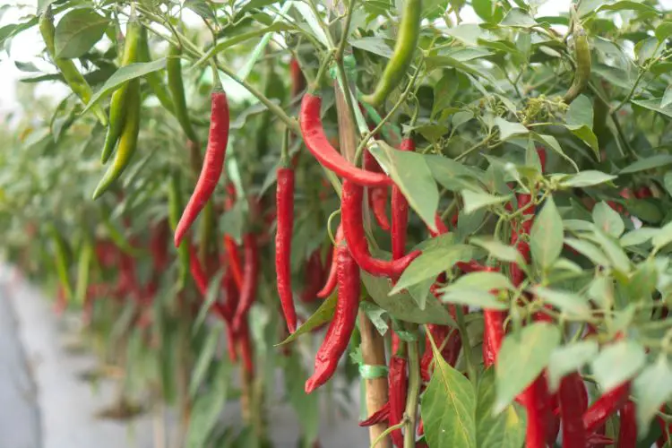 peppers and pests