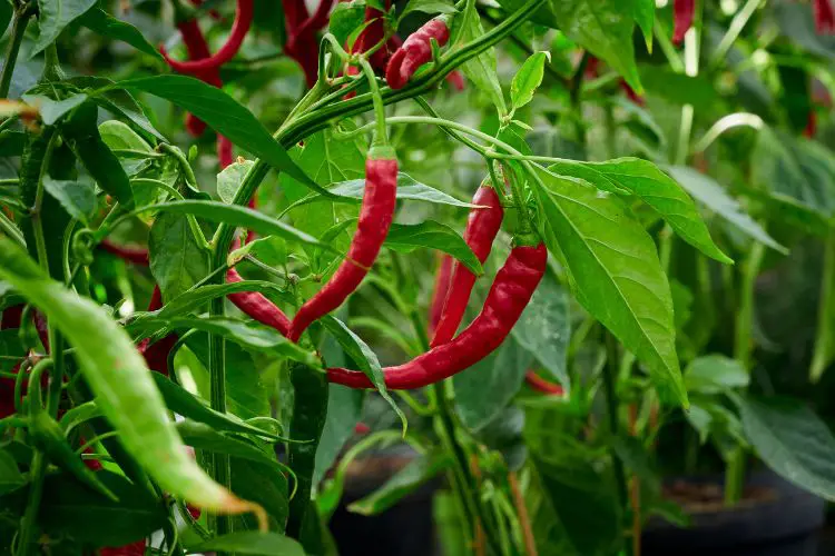 peppers plant
