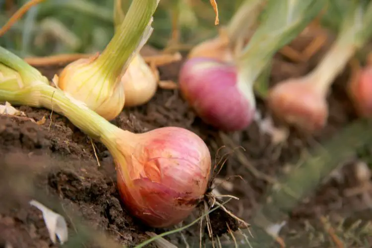 red Onions plants