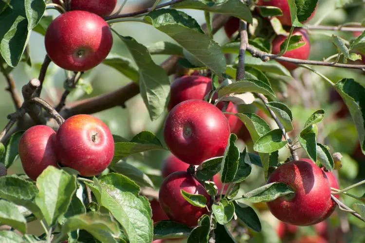 Apple tree care guide