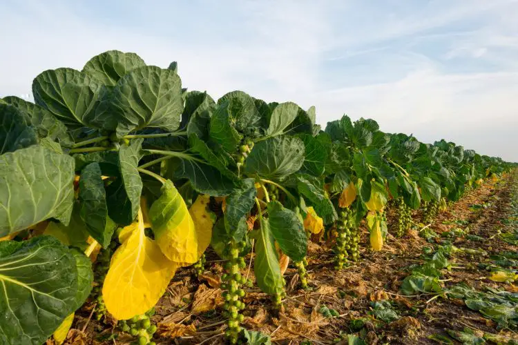 Brussels sprout plants in various stages of growth