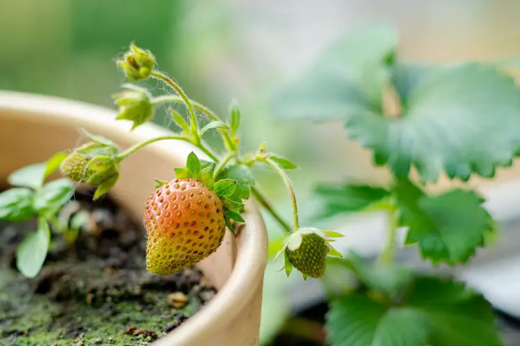 Close-up of a gardener planting strawberry seedlings in rich soil