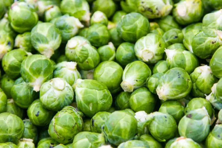 Close up of cultivated Brussels sprouts on the stem