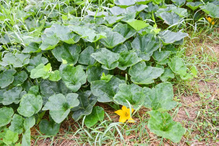 Close up of young pumpkins developing on the vine
