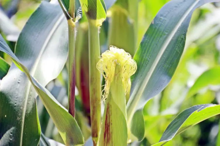 Corn harvest guide