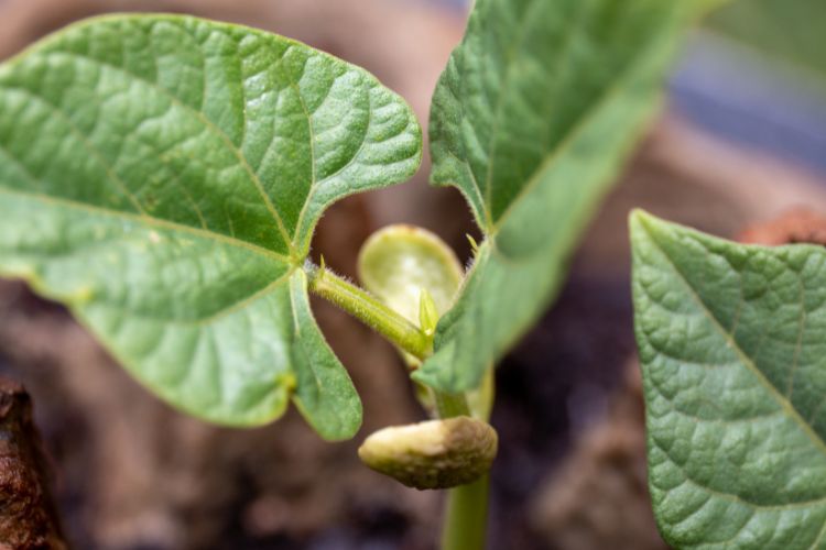 Easy pinto bean growing tips