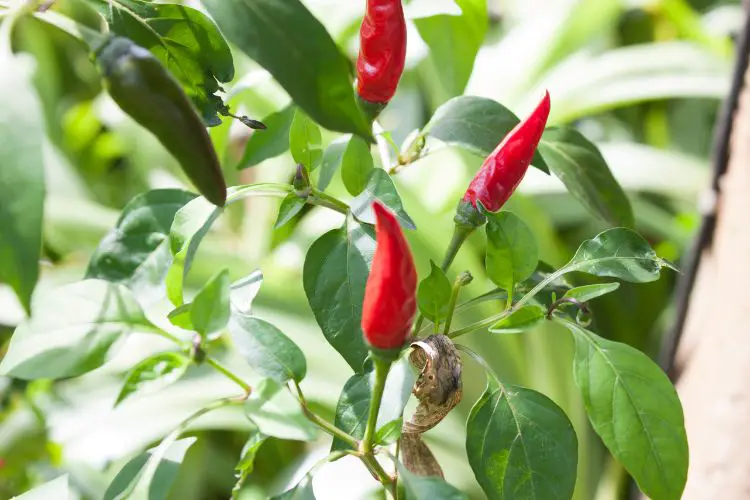 Flavorful pepper growing tips