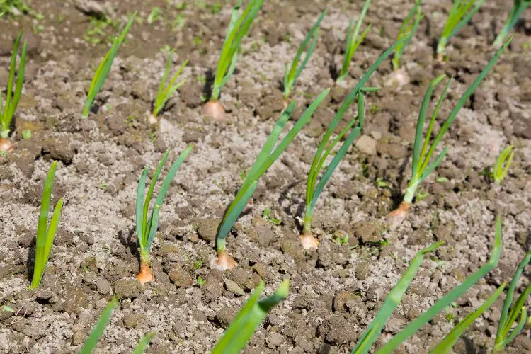 Freshly harvested onions with dirt-covered roots in a basket