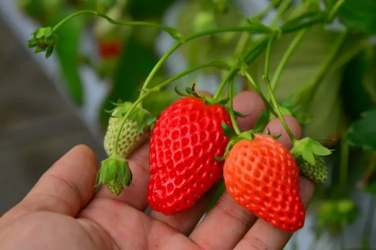 Freshly harvested strawberries in a basket on a sunny day