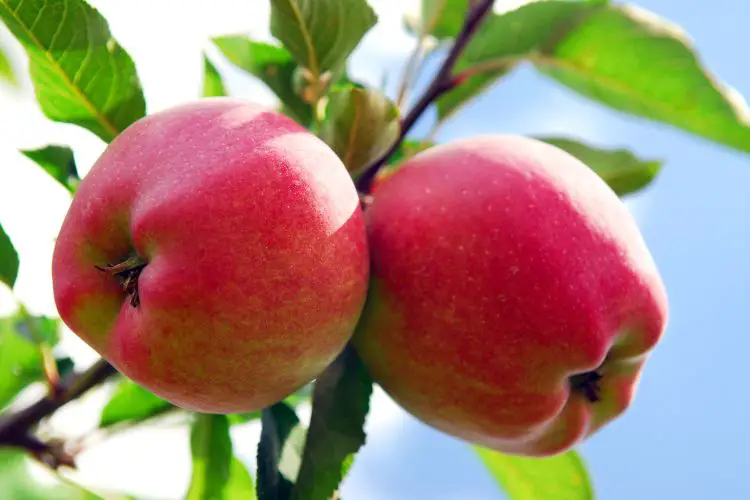 Growing apple fruit tips