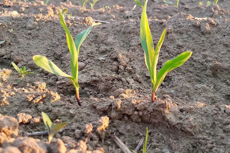 Growing corn step by step
