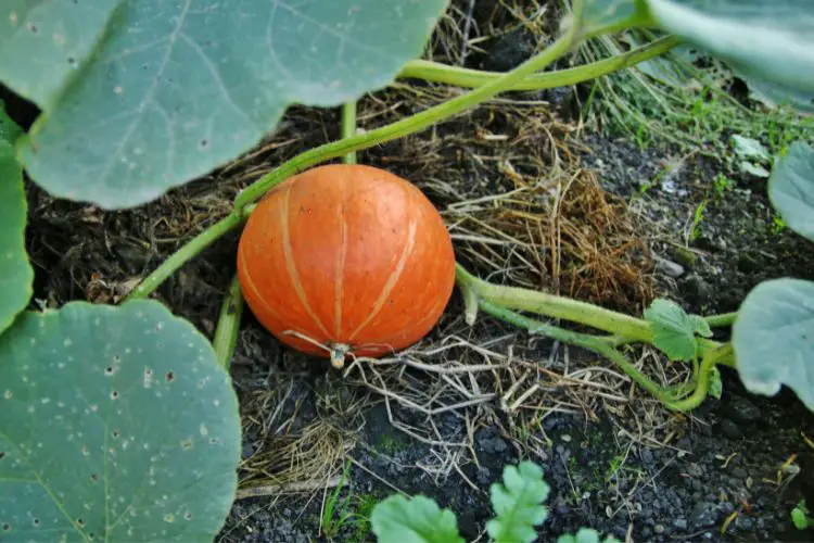 Hand harvesting a ripe pumpkin