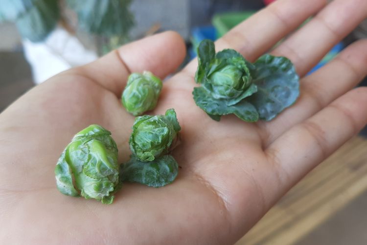 Hand harvesting fresh Brussels sprouts
