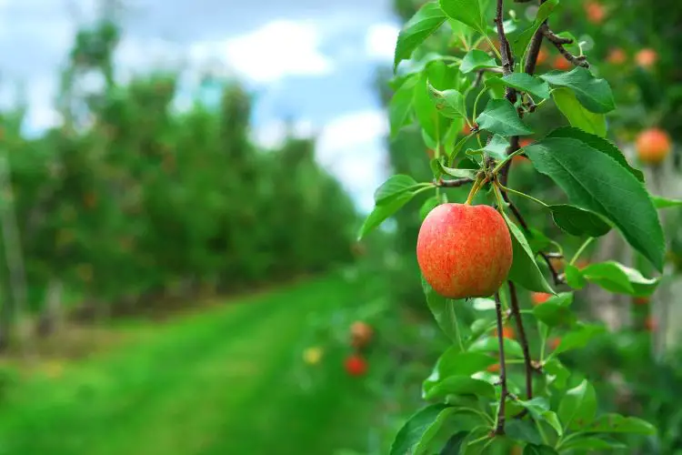 Healthy apple trees