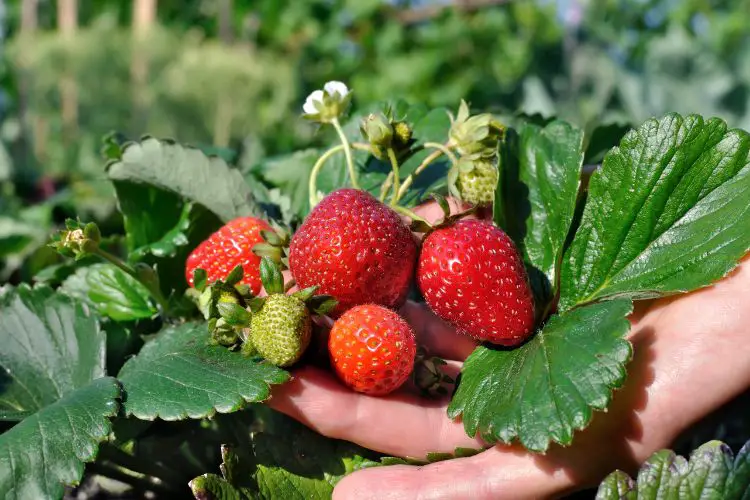 Healthy strawberry plants with ripe red berries in a garden bed