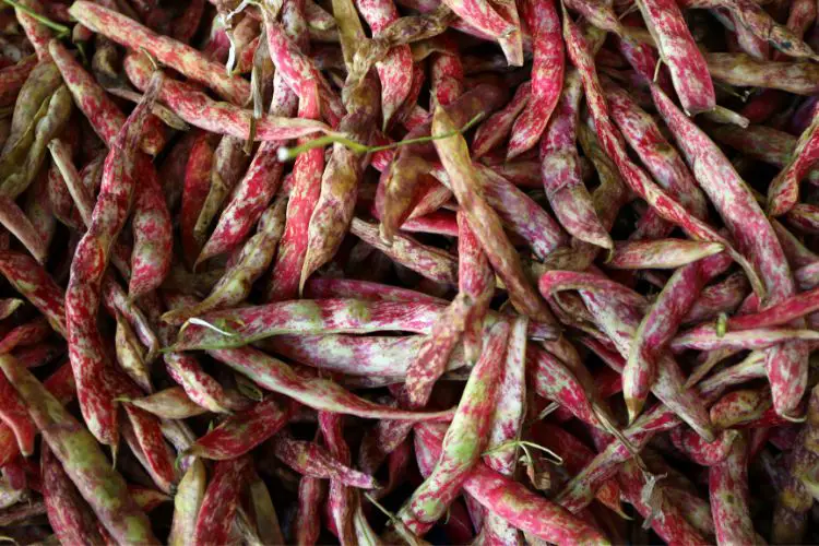 Home pinto bean care
