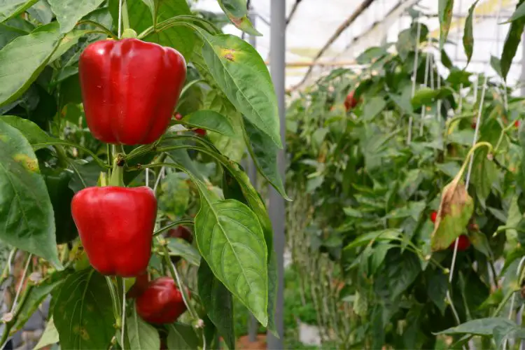 Planting sweet peppers