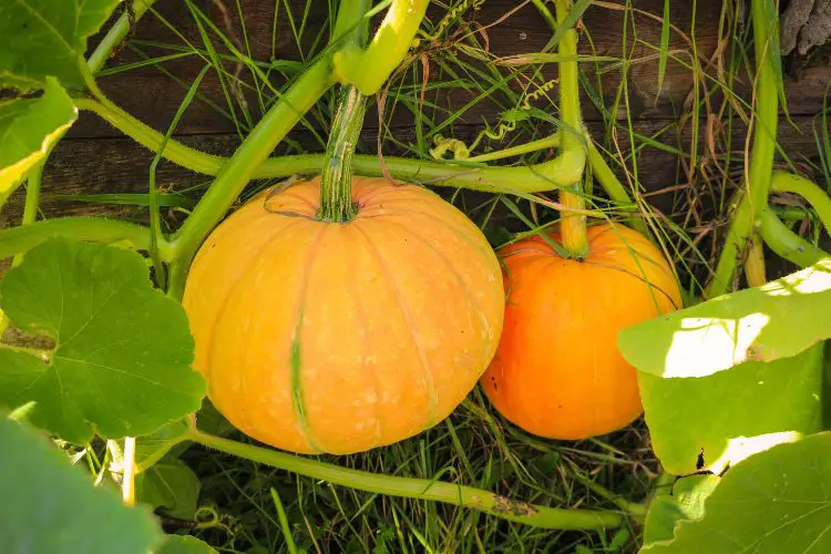 Pumpkin vines spreading across a garden plot