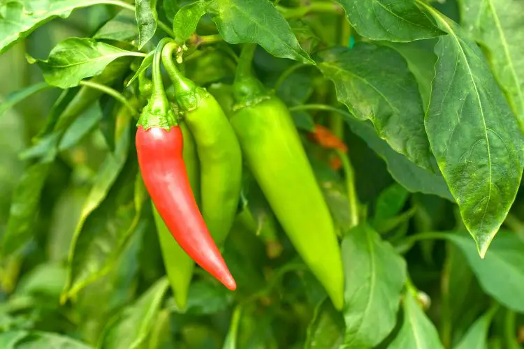 Red pepper garden care