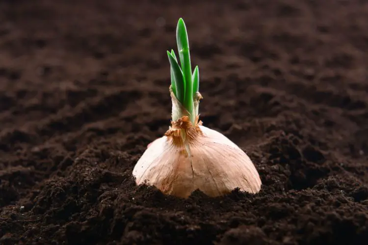 Row of green onion plants growing in a vegetable garden