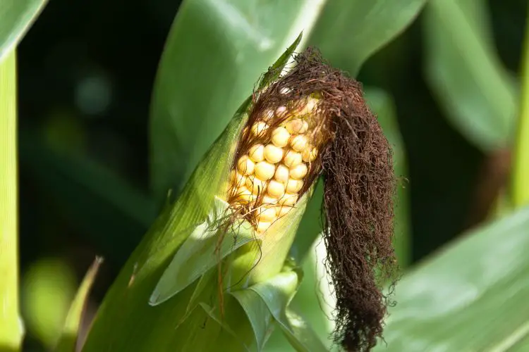 Sweet and tasty corn