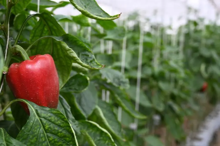 Watering and caring for peppers