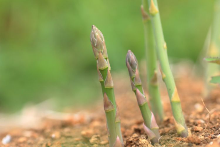 asparagus cultivation steps