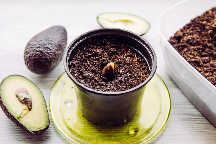 avocado growing guide