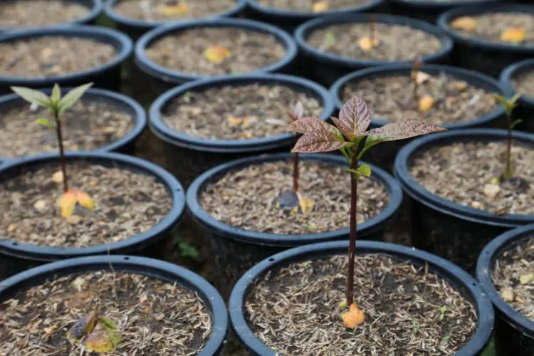 avocado tree care