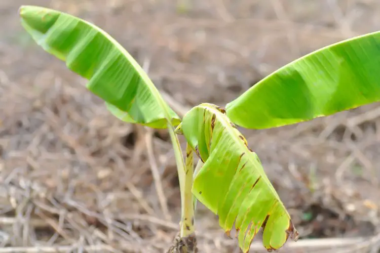 banana plant care