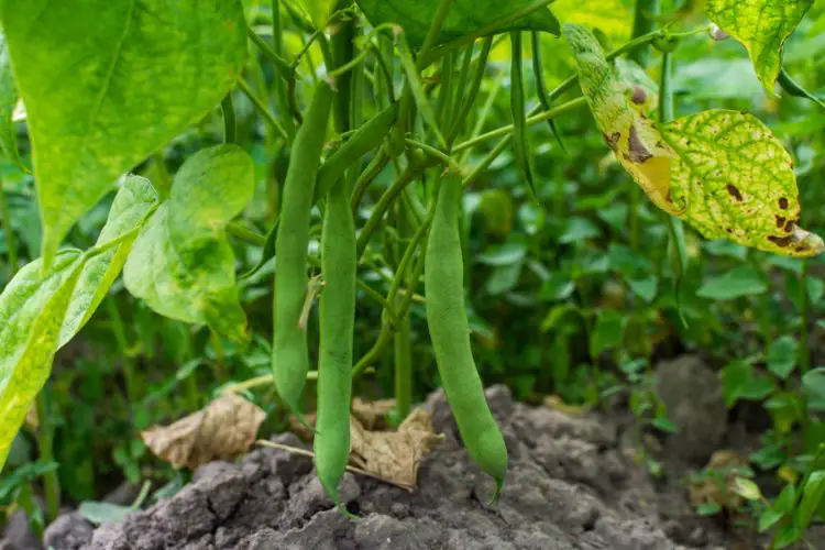 bean trellis
