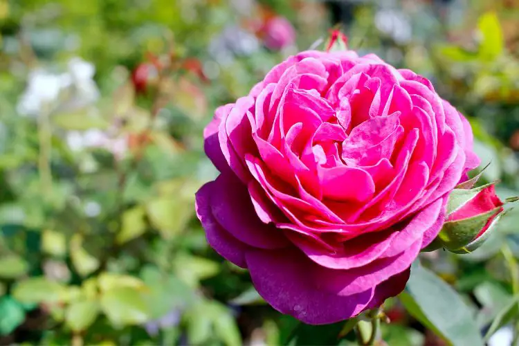 blooming roses
