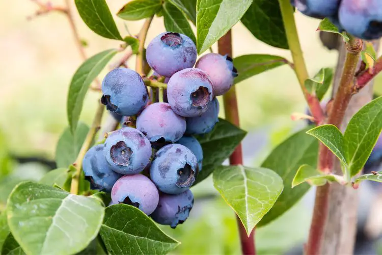 blueberry bush care