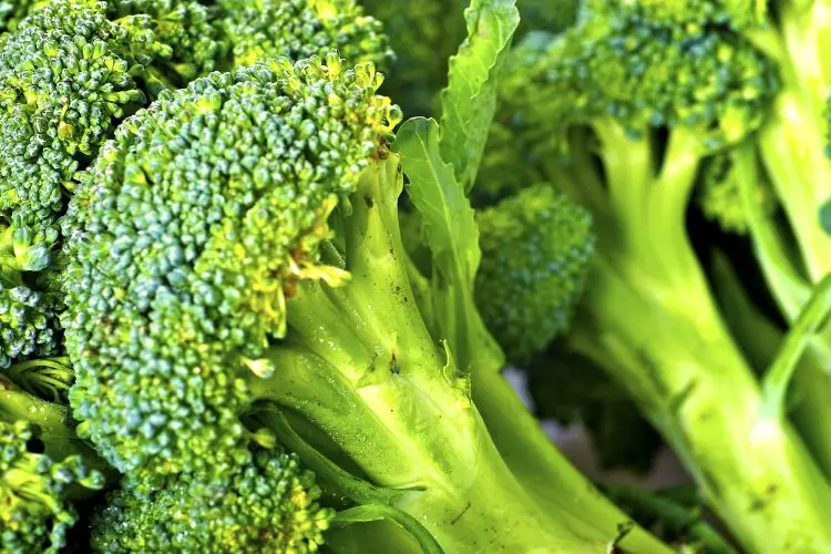 broccoli gardening steps