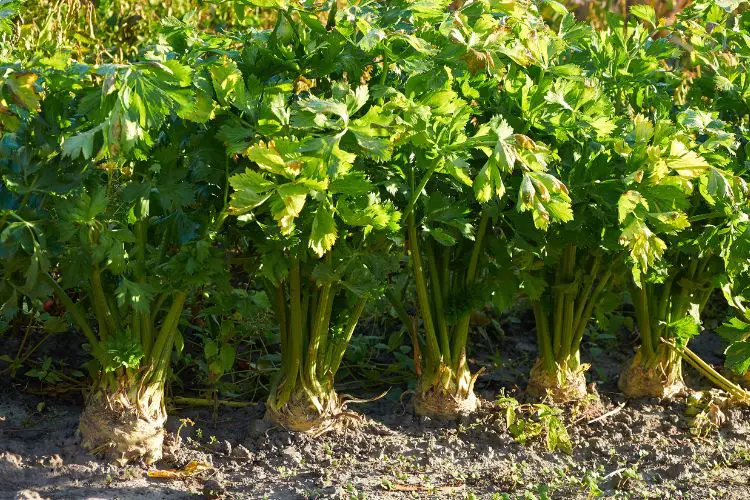 fresh celery stalks